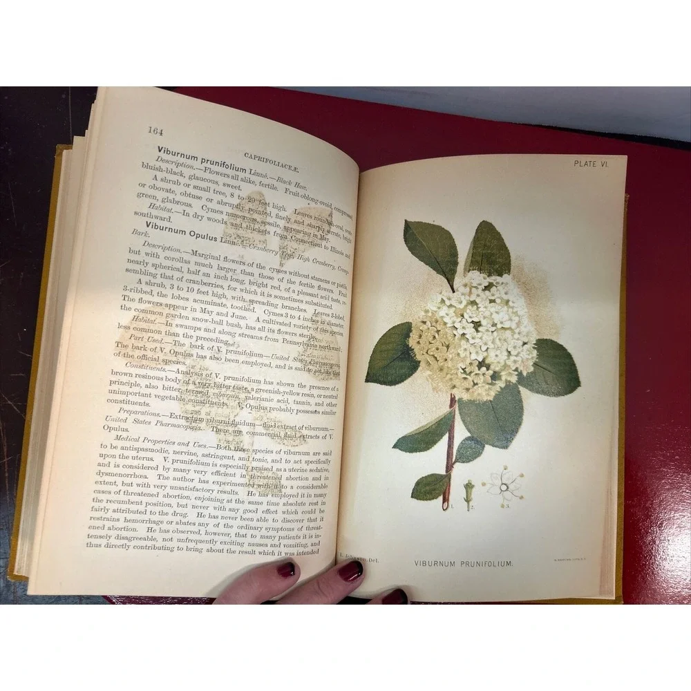 RARE A Manual of the Medical Botany of North America Laurence Johnson 1st E 1984